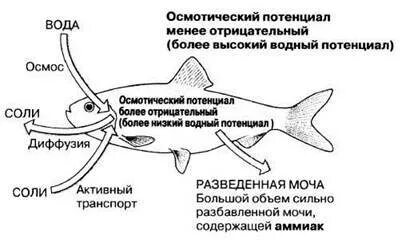 Кожные железы рыб выделяют