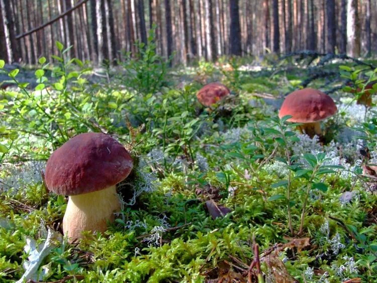 Где в каком лесу растут грибы. Боровик Сосновый в Ленобласти. Белые грибы в лесу к Карелии. Белые грибы в Сосновом Бору Карелия. Грибы в Сосновом Бору Ленинградской области.