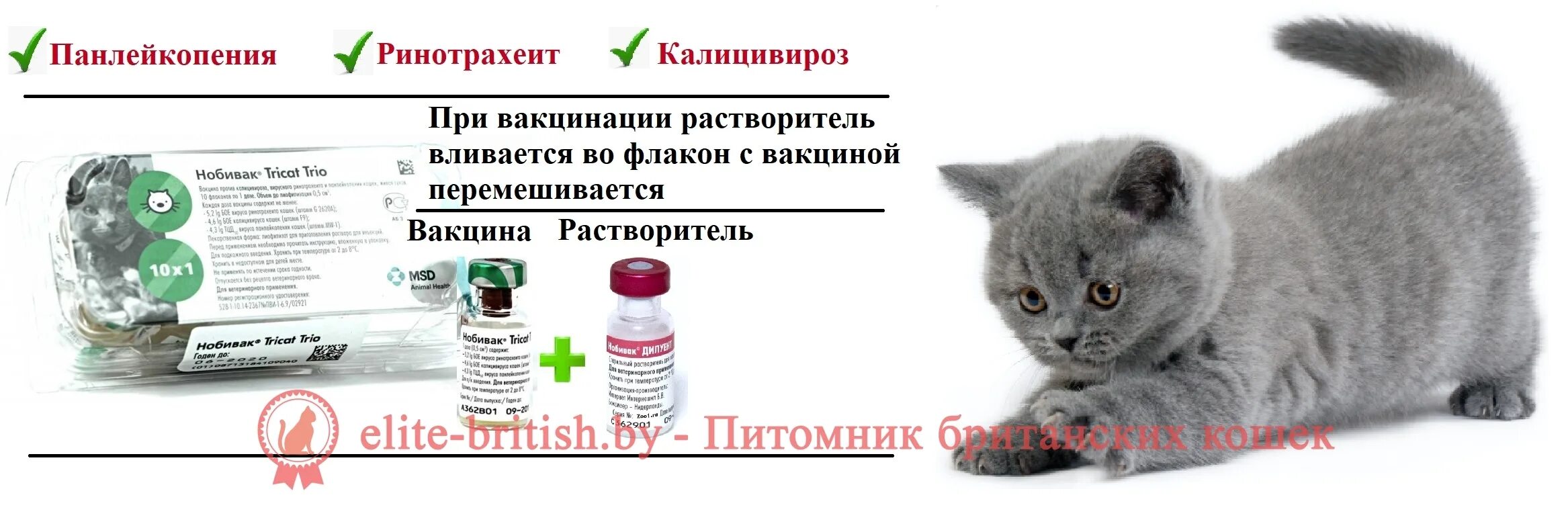 Вакцинация кошек. Прививка кошке. Первые прививки котенку название. Вакцинация кошек. Надо ли прививать кошку.