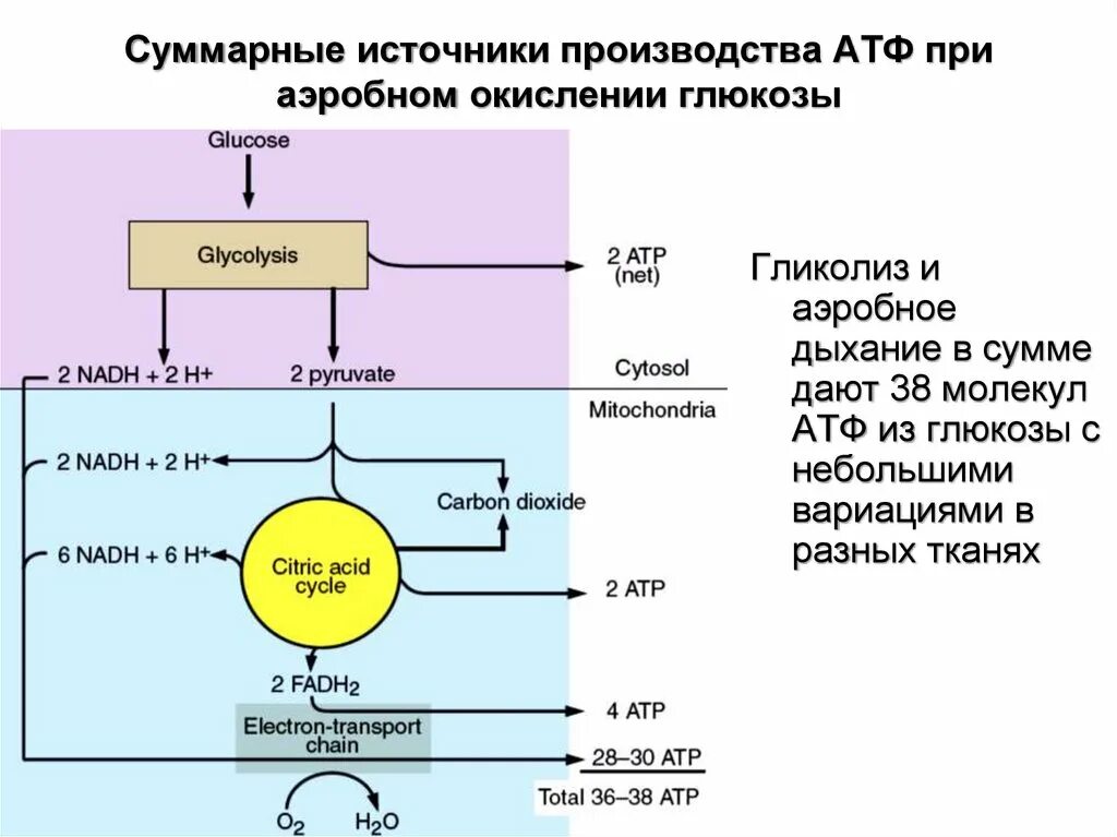 Образуется 2 атф в гликолизе. Глюкоза гликолиз аэробный 38 АТФ. Энергетический обмен Синтез АТФ. Схема аэробного окисления Глюкозы. Аэробное окисление Глю.