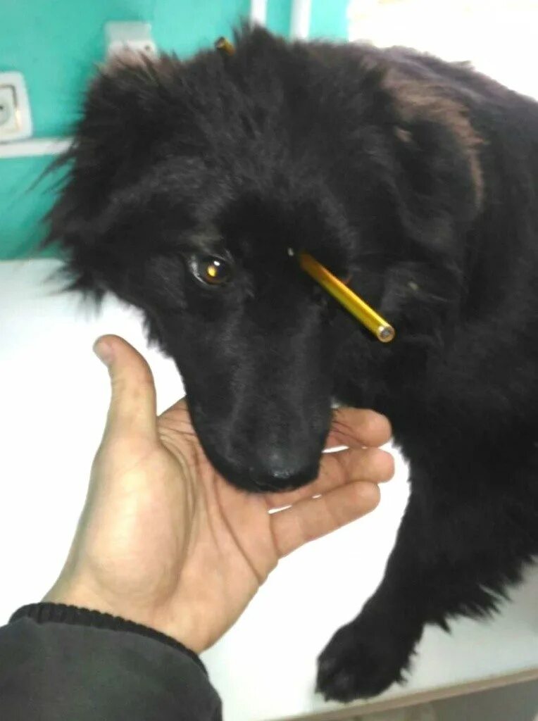 Овчарка с оружием. Человек в костюме с пистолетом. Собака с оружием. Немецкая овчарка нападает на человека. Охотник фото.