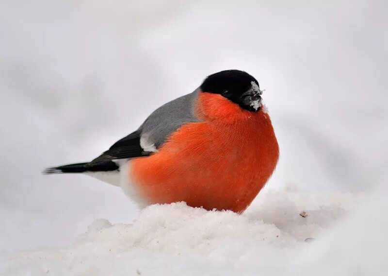 Снегирь. Снегирь фото. Снегирь птица на байкале. Снегирь снялась голой в мастере. 10 снегирей.