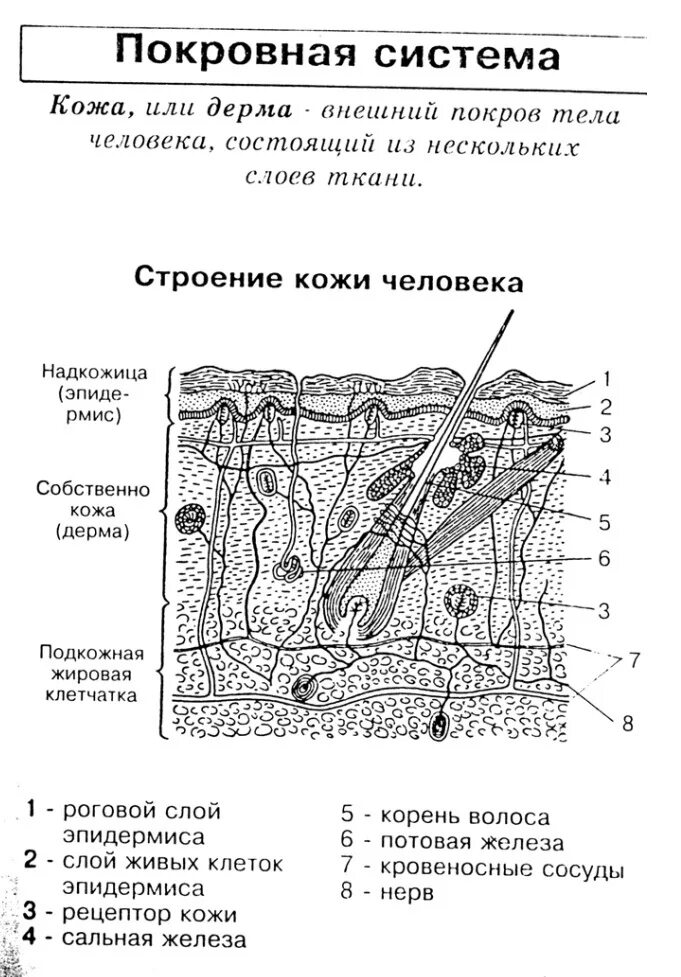 Покровная строение и функции. Строение покровной системы. Покровная система человека анатомия. Строение кожи ЕГЭ биология рисунок. Биология схема строения кожи.