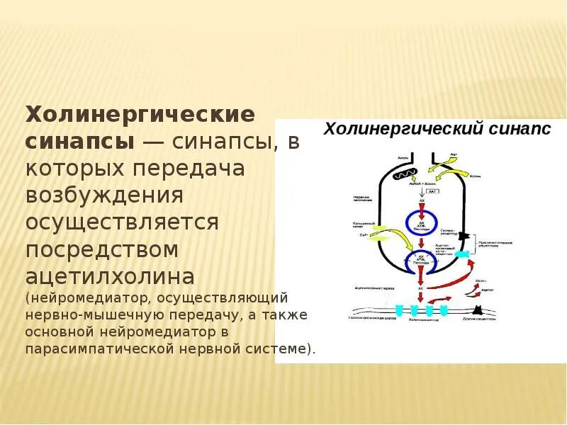 Синтез медиатора осуществляется