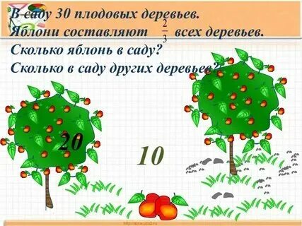 30 яблонь и вишен вишен