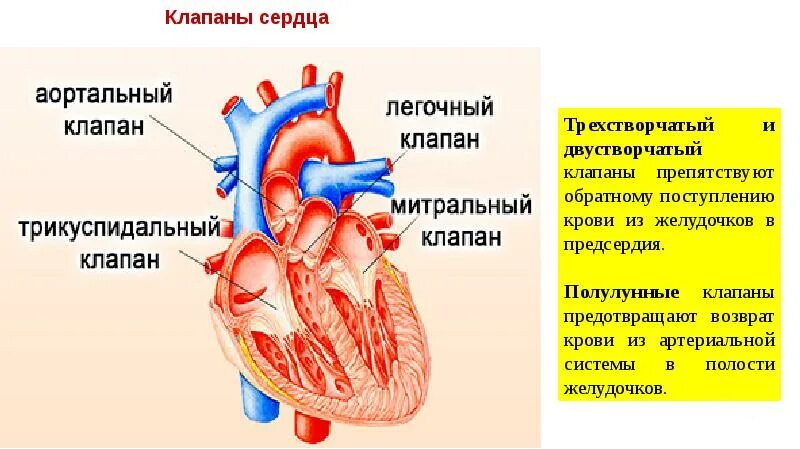 Образование левого предсердия. Строение сердца двустворчатый клапан. Строение сердца трехстворчатый клапан. Сердце желудочки и предсердия клапаны. Двустворчатый клапан и трехстворчатый клапан.