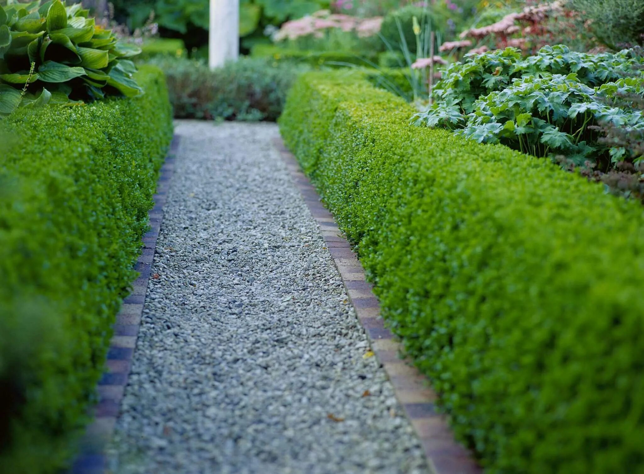 Японская спирея бордюр бордюрная. Самшит буксус бордюрная. Buxus sempervirens изгородь. Невысокие бордюры. Невысокие бордюры.