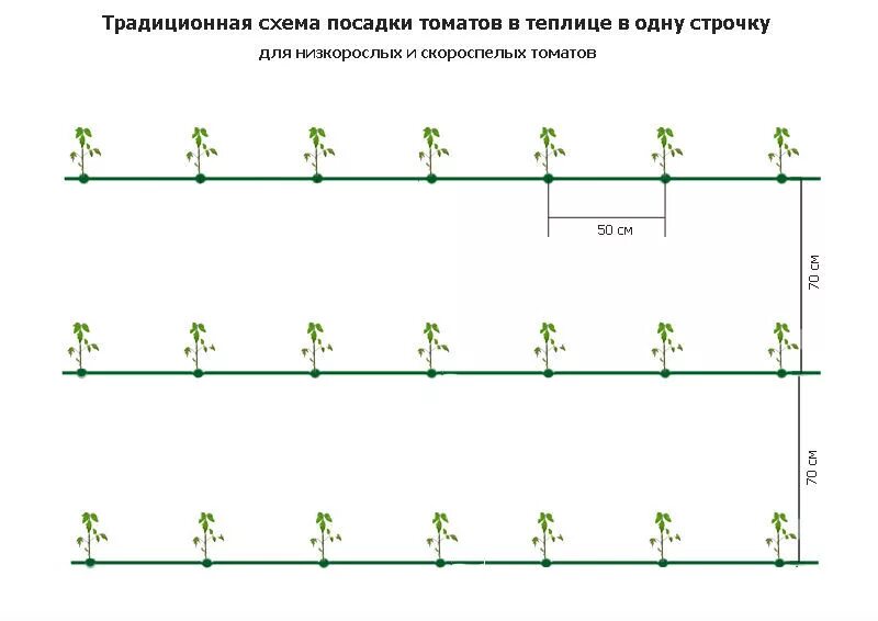 Какое расстояние помидор в открытом грунте. Схема высадки рассады огурцов в теплице. Схема посадки томатов в теплице. Схема высадки рассады помидор в открытый грунт. Схема посадки рассады помидор в теплице.