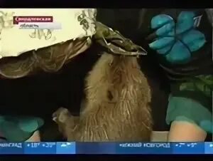 Домашние бобры видео