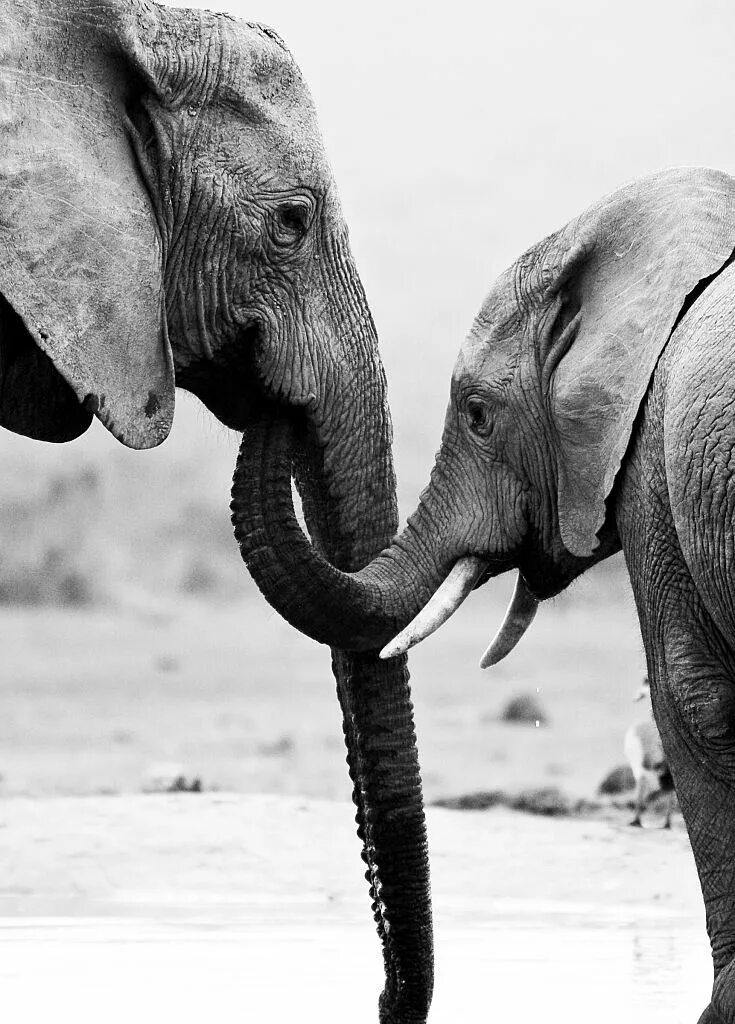 Лоуренс Энтони. Энтони Лоуренс и слоны. The Elephant Whisperers (2022). Заклинатели слонов / the Elephant Whisperer (2022).