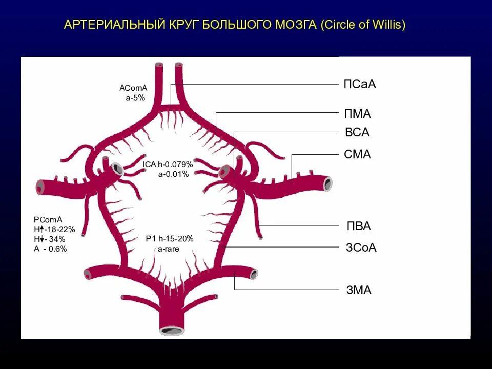 Артерии круг головного мозга. Артериальный круг Захарченко анатомия. Артериальный круг мозга. Большой артериальный круг. Артериальный Виллизиев круг большого мозга.