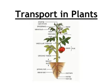 Plant class