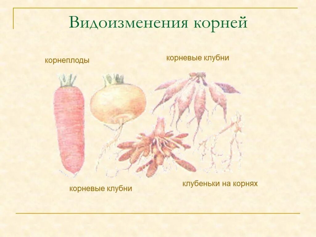 Видоизменения корня микориза. Корнеплоды видоизменения корня.