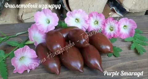Томат фиолетовый изумруд