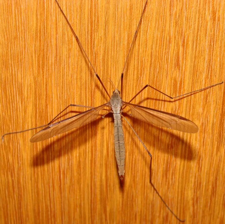 Tipula paludosa – комар долгоножка. Карамора — михо. Муха долгоножка. Комар долгоножка самка и самец. Большой комар долгоножка.