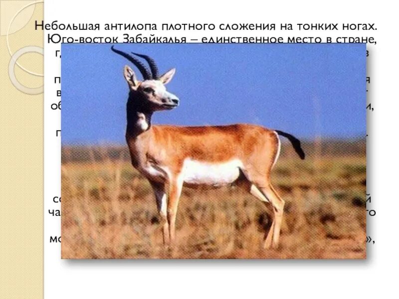 Используя содержание текста монгольский дзерен гордость забайкалья. Даурский дзерен. дзерены в забайкалье. антилопа дзерен в забайкальском крае. дзерен красная книга.