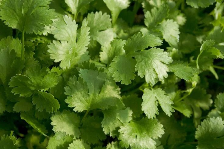20 Perennial Herbs for the Tastiest Edible Garden Ever Perennial herbs, Edible g