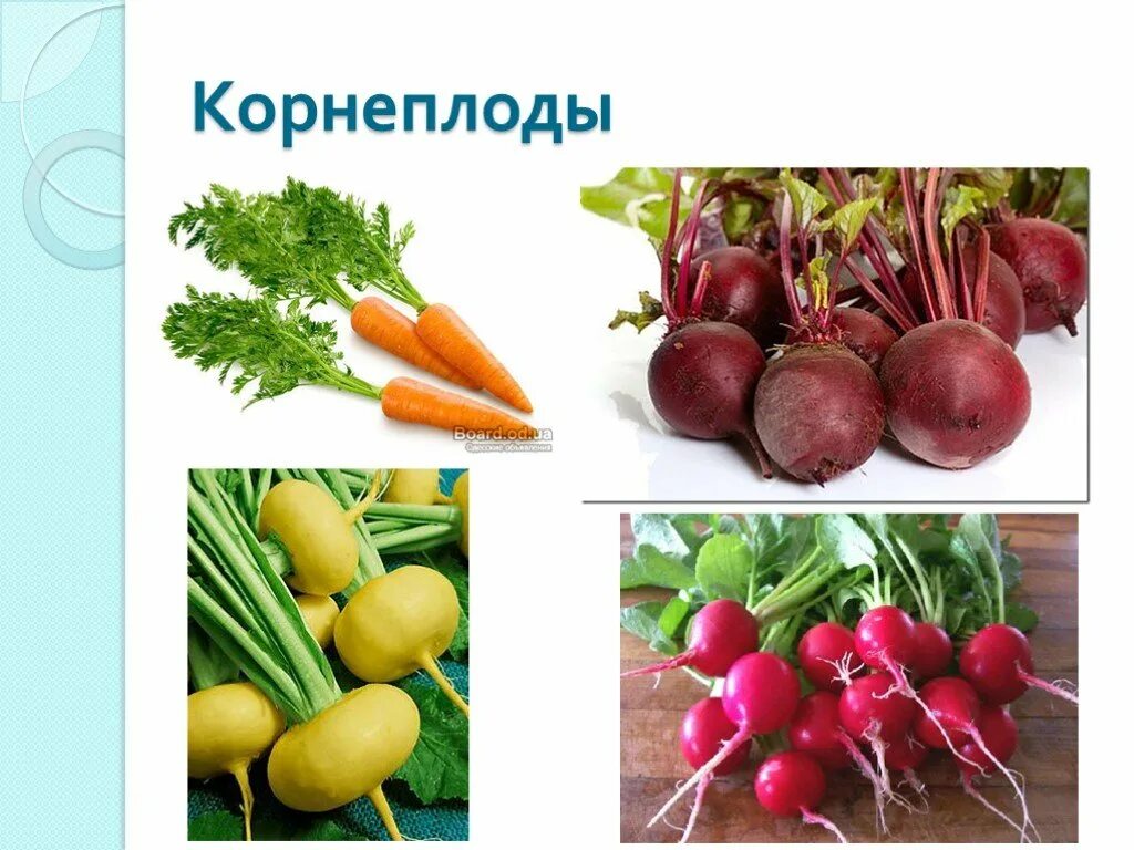 Корнеплоды какие бывают. Корнеплоды. растения корнеплоды. корнеплоды названия. корнеплоды презентация.