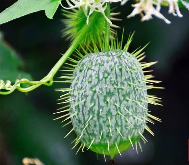 Лох многоцветковый гуми. Лох многоцветковый монерон. Люцерна посевная плод. Удлиненный плод растений. Taphrina padi черемуха.