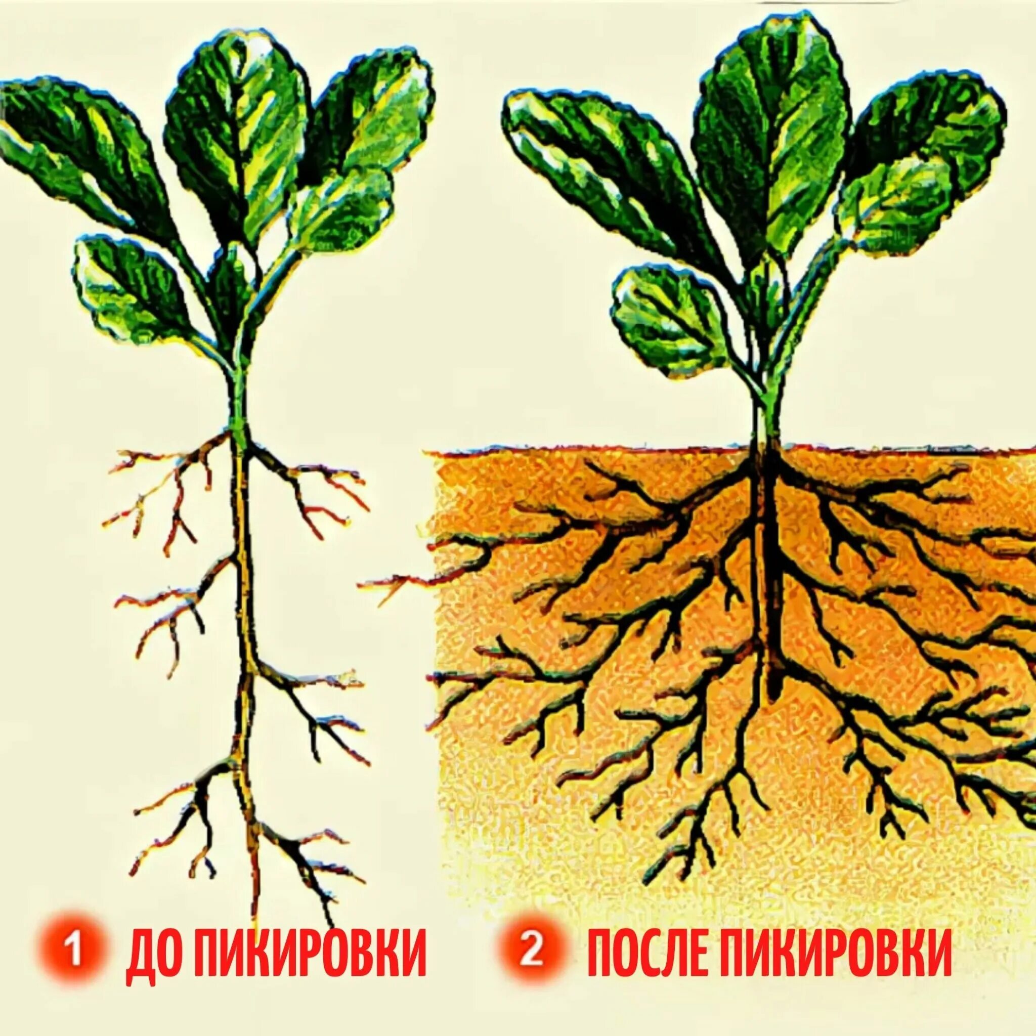 Эволюция корень растений