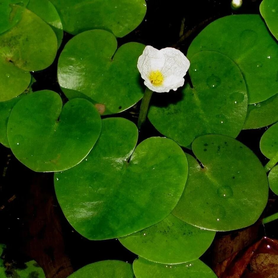 Водокрас обыкновенный. Водокрас Лягушачий. Водокрас Лягушачий (Hydrocharis morsus-Ranae). Водокрас обыкновенный почки.