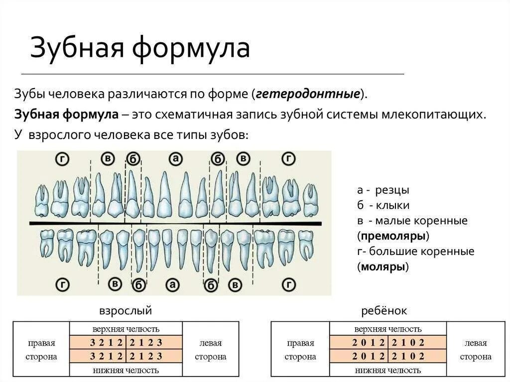 Зубной на латыни. Зубная формула молочных зубов схема. Запишите зубную формулу молочных и постоянных зубов. Зубная формула постоянных зубов таблица. Формулы молочных и постоянных зубов человека.