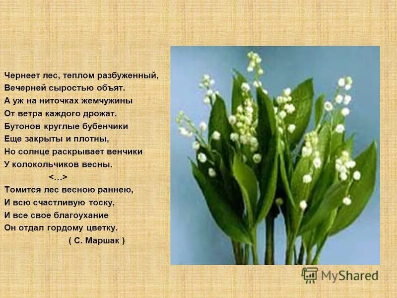 чернеет лес