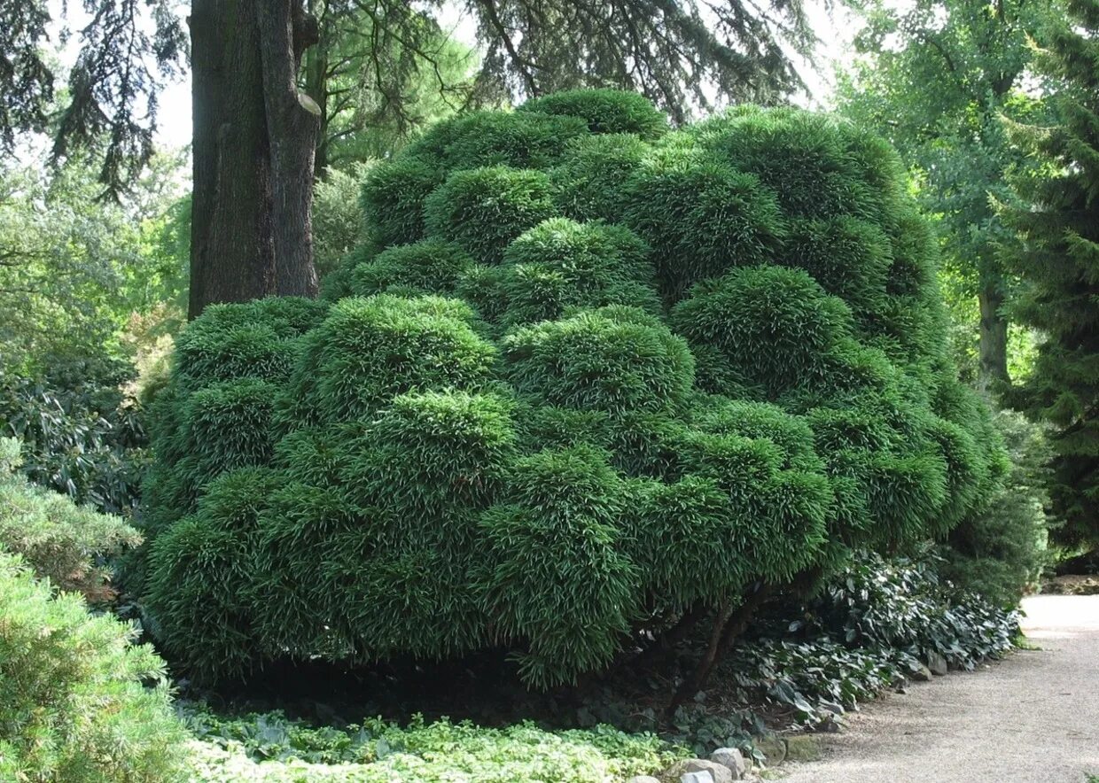 дерево хвойник тис. вечнозеленые деревья названия. хвойные туя смарагд. кипарис пирамидальный - cupressus pyramidalis. вечнозеленые деревья названия.