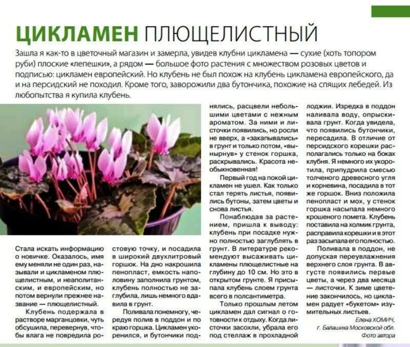 Цикламен условия ухода. Цикламен первоцветные. цикламен луковичный. цветоносы у цикламена. цикламен размножение.