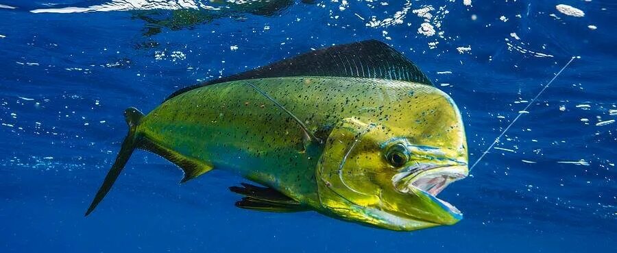 Mahi Mahi - Livebaiting - Picture of Black Pearl Charters, Aitutaki - Tripadviso