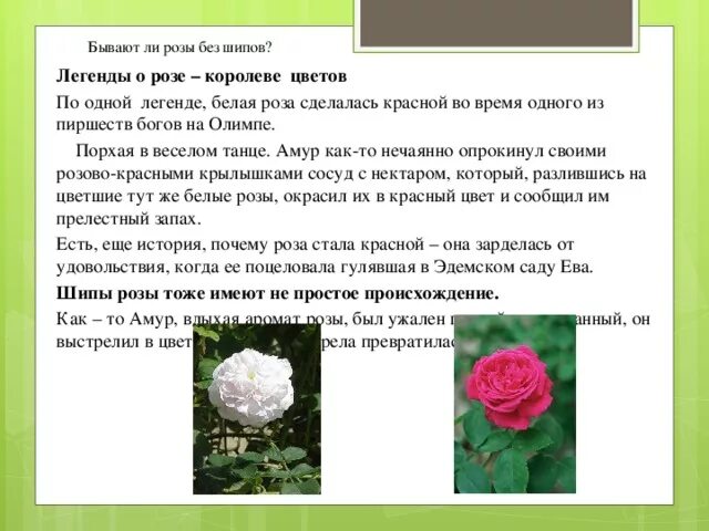 Почему розу назвали розой. Описание розы. Легенда о происхождении розы.