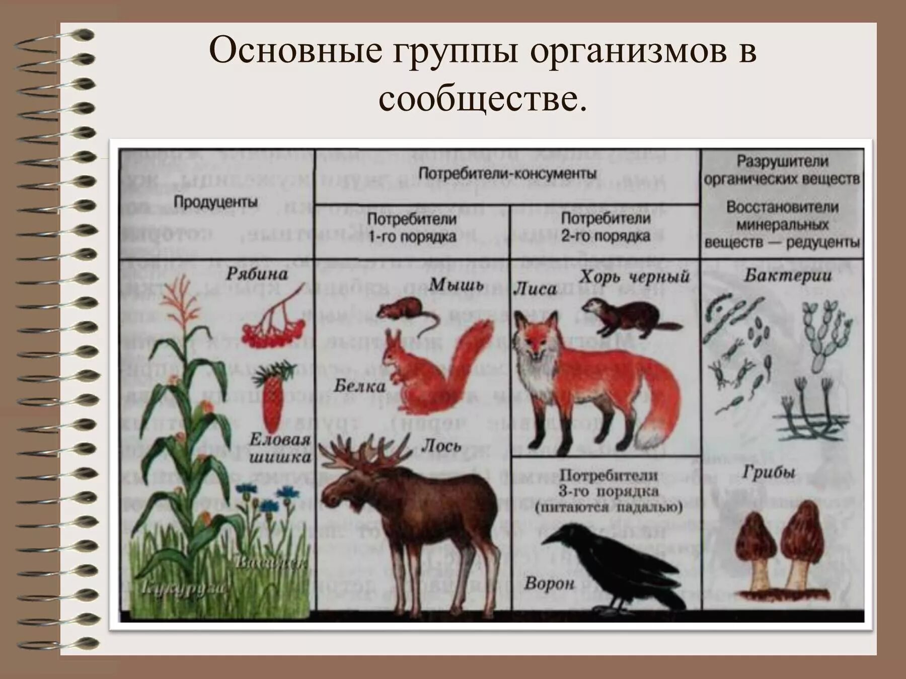 Примеры сообществ живых организмов. Продуценты 2) консументы 3) редуценты. Редуценты консументы продуценты 1 и 2. Основные группы организмов в сообществе. Функциональные группы организмов.