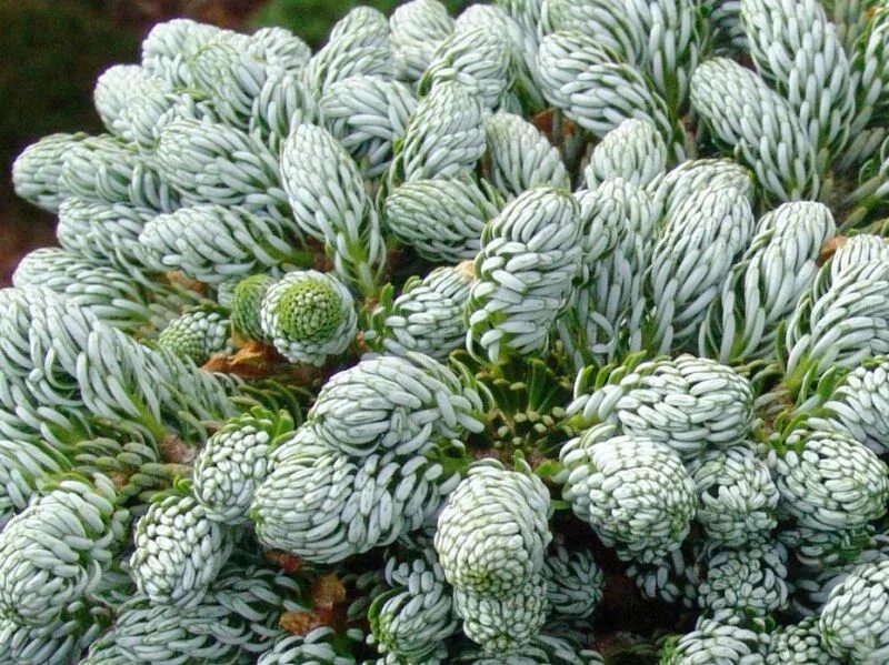 Пихта abies koreana 'kohout's icebreaker. Пихта айсбрейкер. Пихта когоутс. Пихта когоутс. Пихта когоут айсбрекер.