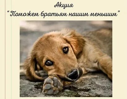 Рисунок на тему поможем братьям нашим меньшим