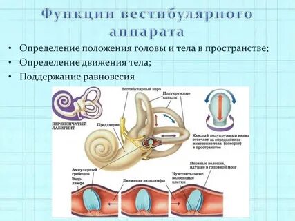 Рецепторный отдел вестибулярного анализатора расположенный в преддверии