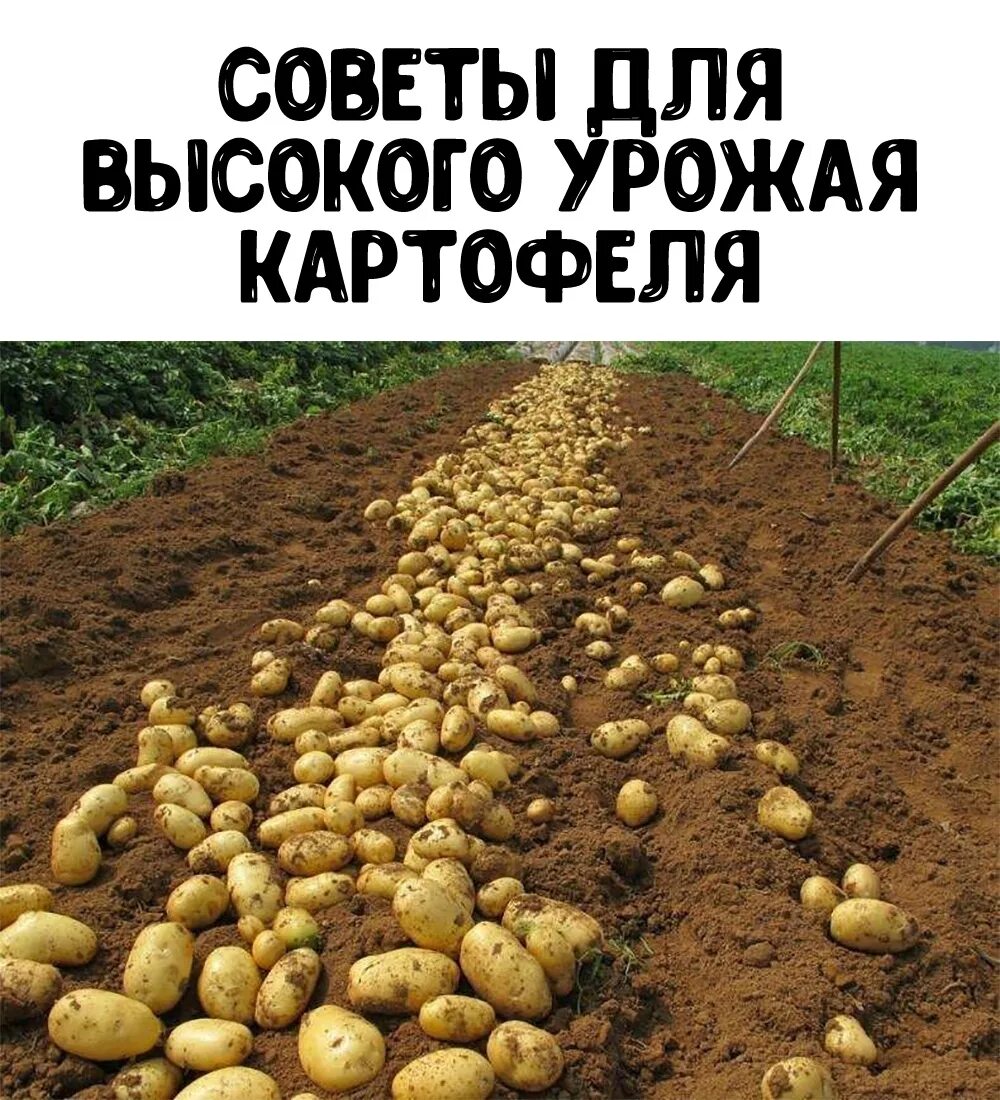 Первый урожай картофеля. Урожай картошки. Посадка картофеля. Маленькие клубни картошки. Мелкий картофель на посадку.