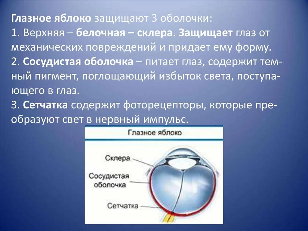 Защита от механических и химических повреждений глаза. Оболочки глазного яблока белочная сосудистая. Склера какая оболочка. Что защищает оболочки глаза. Защита от механических и химических повреждений