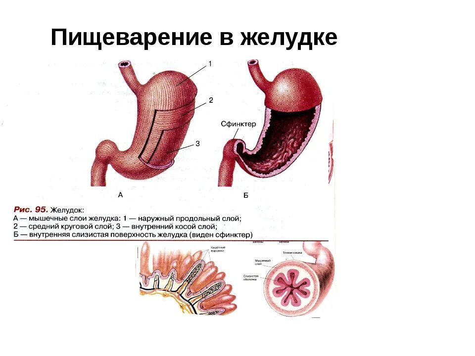 Пищеварение в желудке строение. Желудок человека биология 8 класс. Слой желудка биология 8 класс. Строение желудка 8 класс биология Пасечник. Строение желудка 8 класс