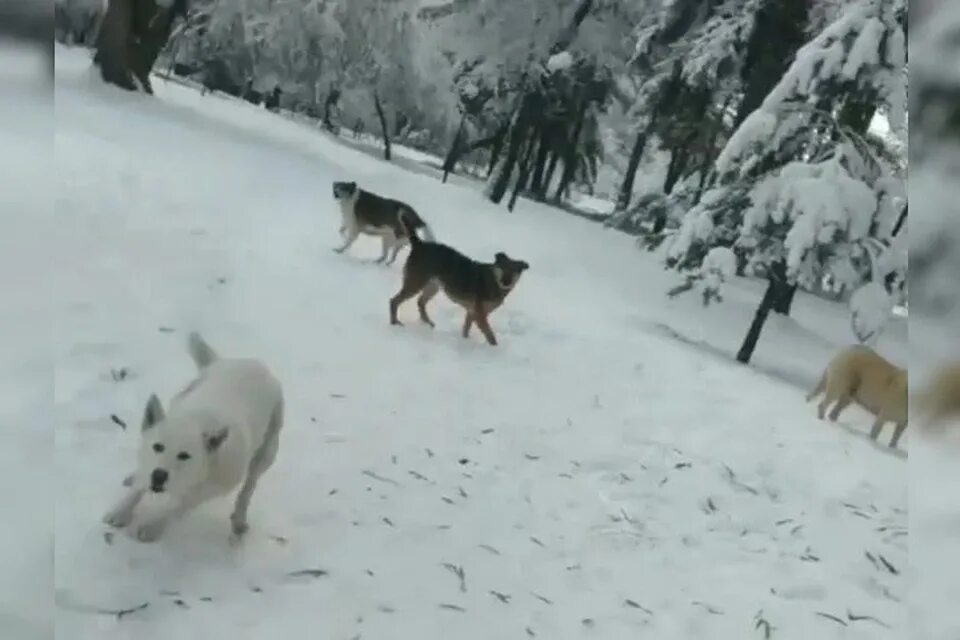 Нападение собак видео. Стаи собак нападают на людей. Стая собак напала на человека.