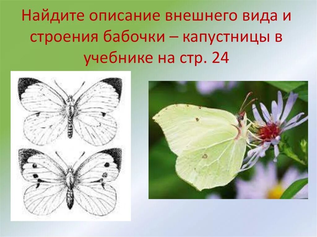 Белянка капустница самка. Беспозвоночные бабочка капустница. Самка бабочки капустницы. Таксономия бабочки капустница.
