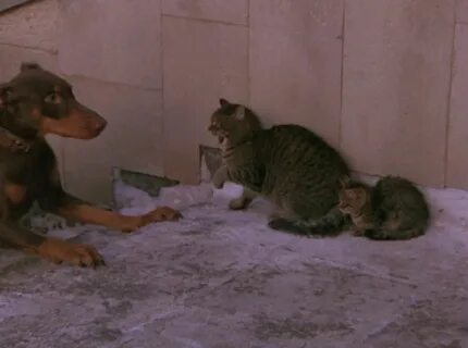 Котенок 1996