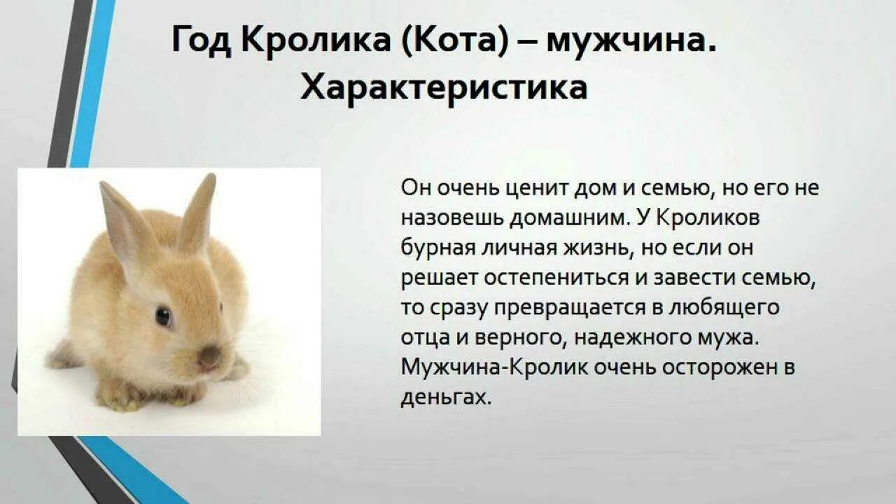 Год кролика хороший