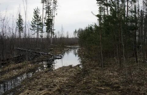 Красное болото