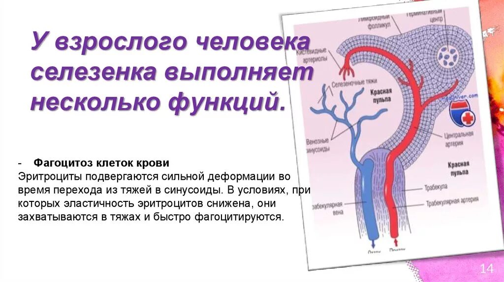 Основные физиологические функции селезенки:. Селезенка функции в организме человека. Функции селезёнки у человека. Функция селезёнки в человеческом организме. Какой должен селезенка