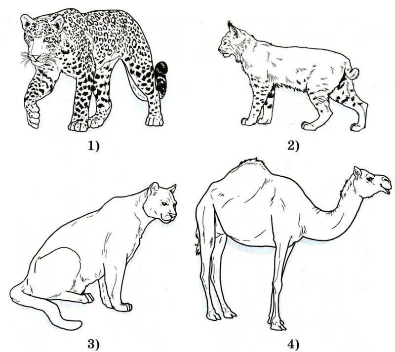 Животные африки 4 класс окружающий мир впр. ВПР животные. Рысь рисунок. Рысь задания. Запиши названия этих животных.