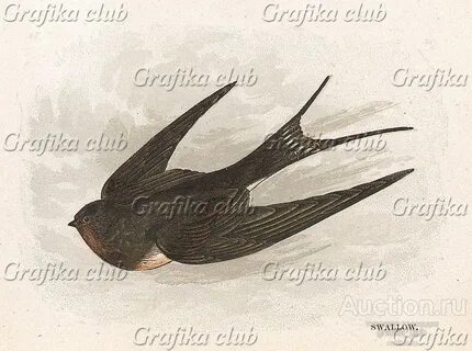 Swallow перевод