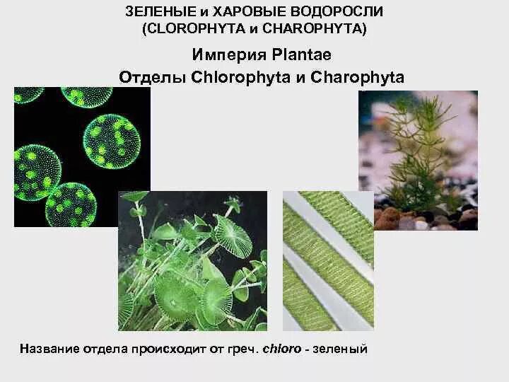 Хлоропласты зеленых водорослей. Харовые водоросли (Charophyta). Зеленые водоросли харовые водоросли. Chlorophyta отдел зелёные водоросли. Харовые водоросли строение.