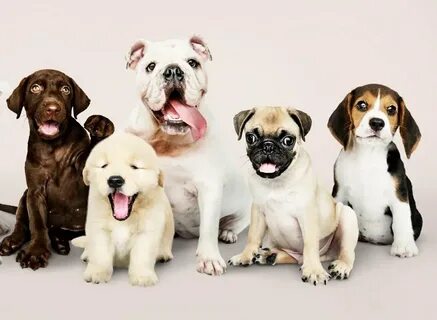 Dogs сайт