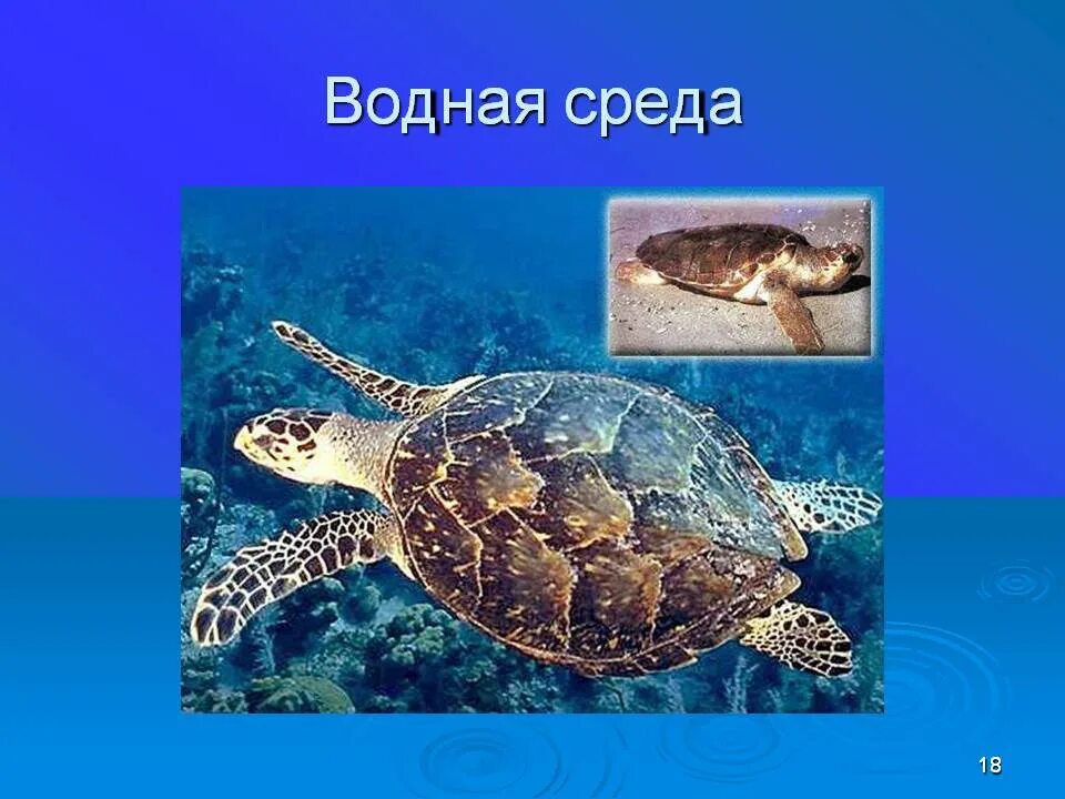 Пища в водной среде обитания. Наземно водные животные. Обитатели водной среды 5. Водная среда. Животные в водной среде картинки.