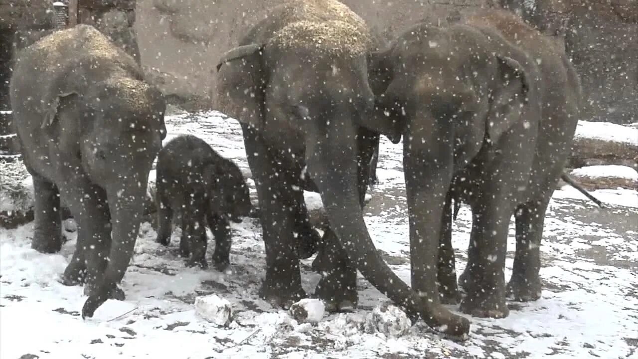 Заледеневшие слонёнок. Два слона зима. Слоны в сибири. Слоны сбежали в екатеринбурге. Слон эмблема.